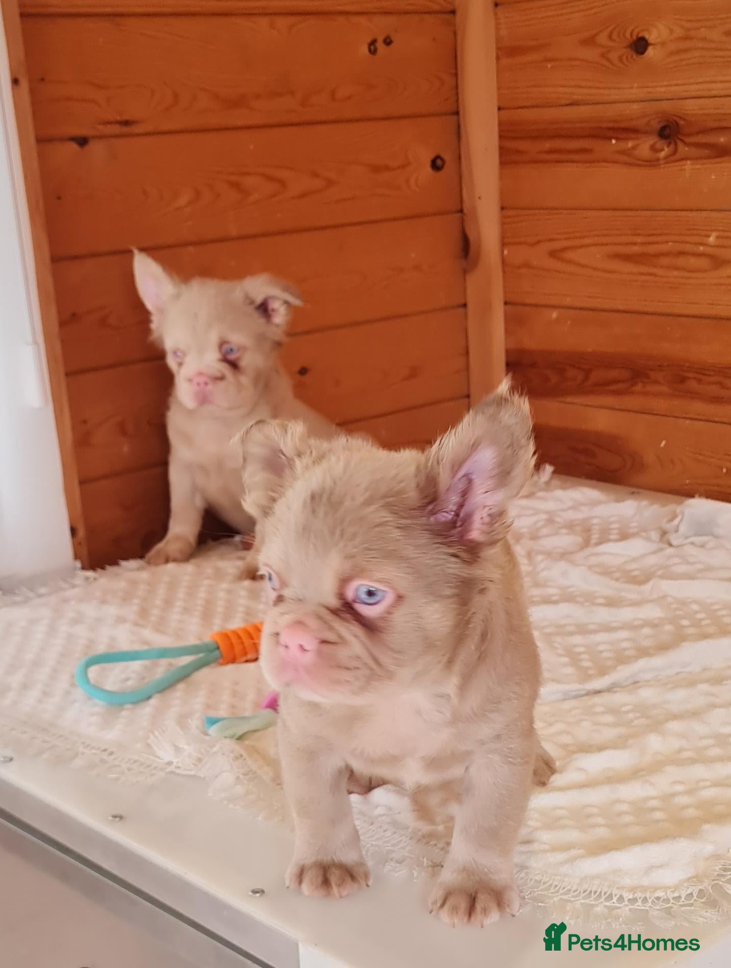 French Bulldog dogs Fluffy pink husky big rope - Advert 1