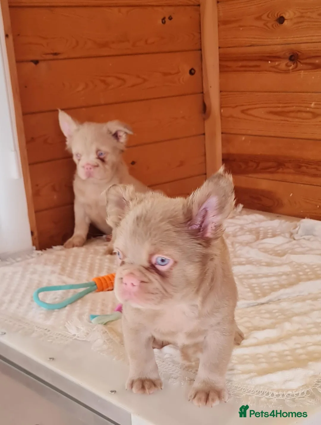 French Bulldog dogs for sale: Fluffy pink husky  **  in Stoke-on-Trent - Advert 1