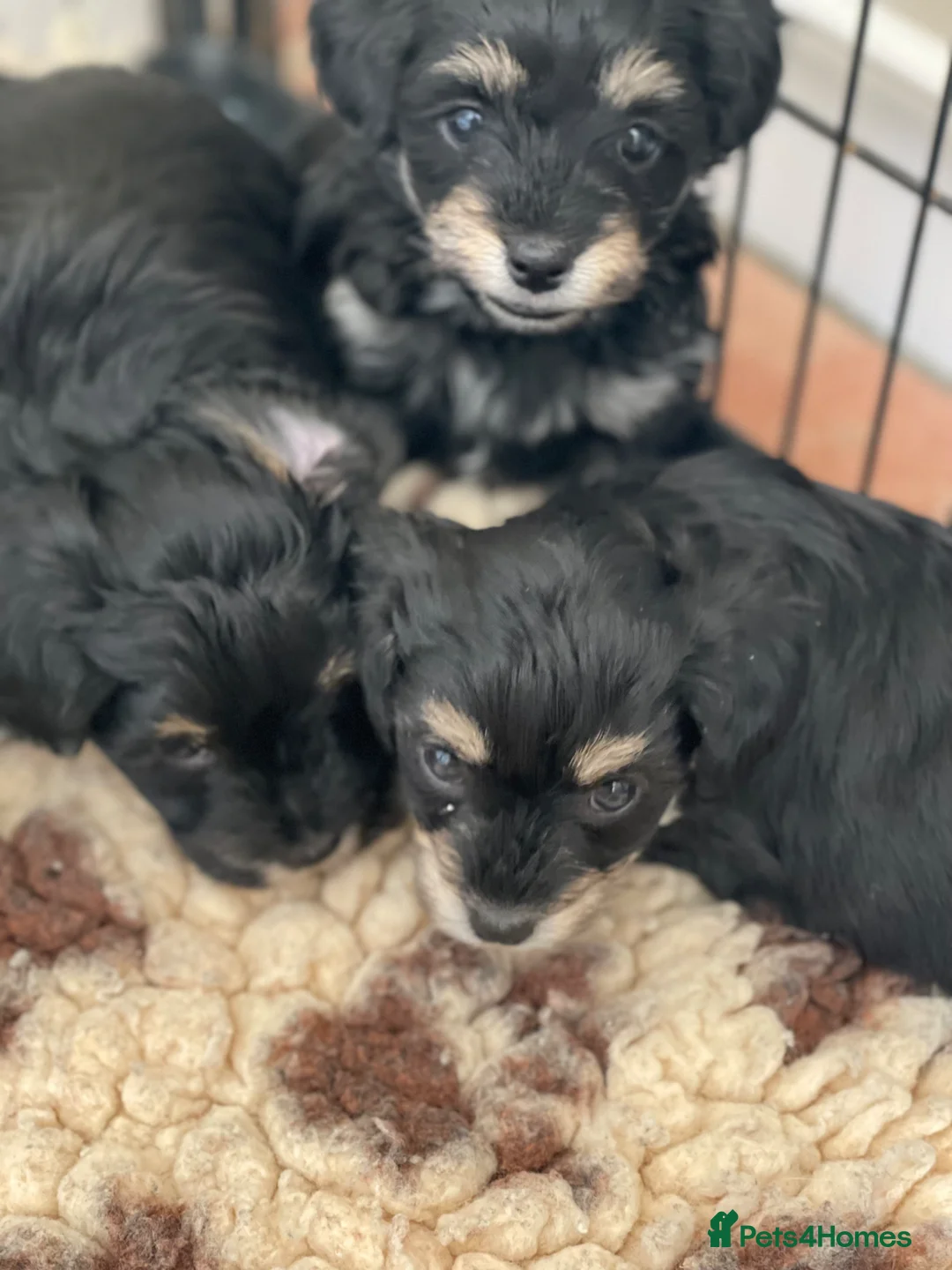 Maltipoo dogs for sale: Quality F1 Black & Tan Maltipoo Puppies - Advert 8