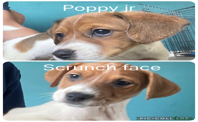 Patterjack dogs - Advert 2