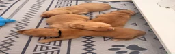 Golden Retriever dogs for sale: 2 beautiful golden boys left!✨🐾 - Advert 9