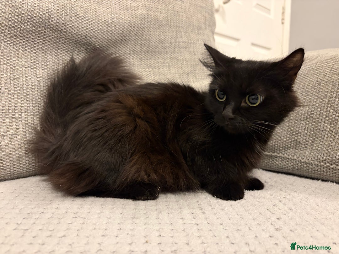 Mixed Breed cats for sale: Adorable Black Kittens - Advert 15
