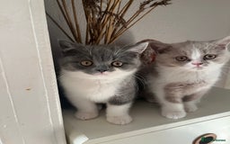 British Shorthair cats for sale: BSH grey/white fluffy female kitten  - Image 1