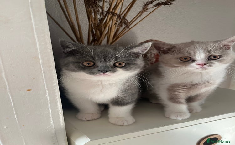 British Shorthair cats - Advert 6