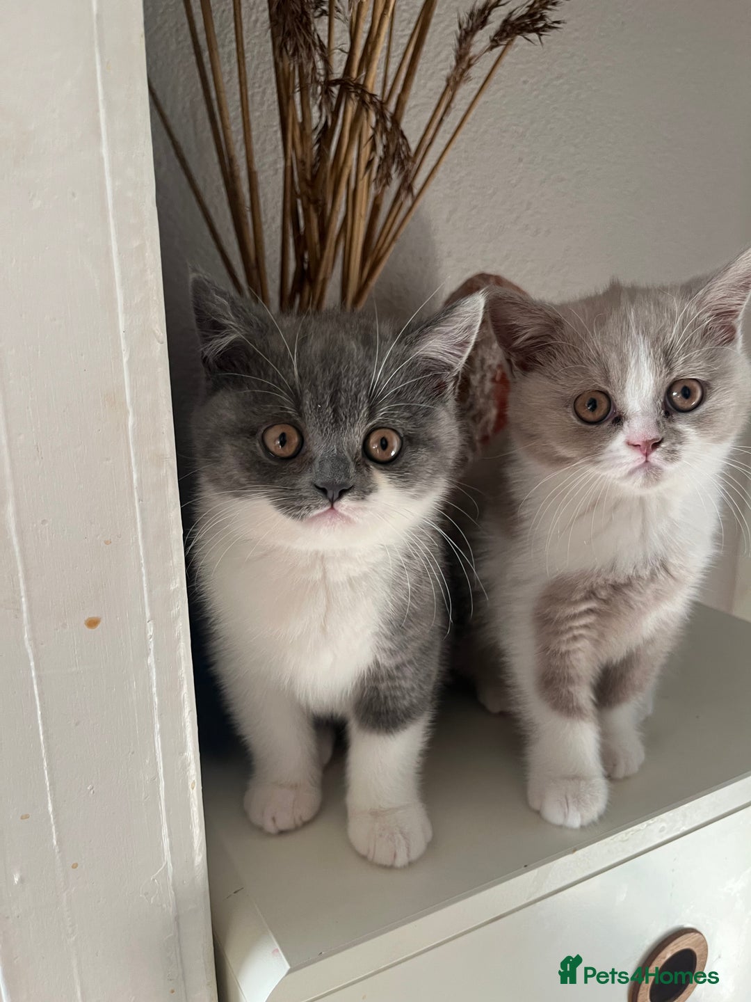 British Shorthair cats for sale: BSH grey/white fluffy female kitten  - Image 1