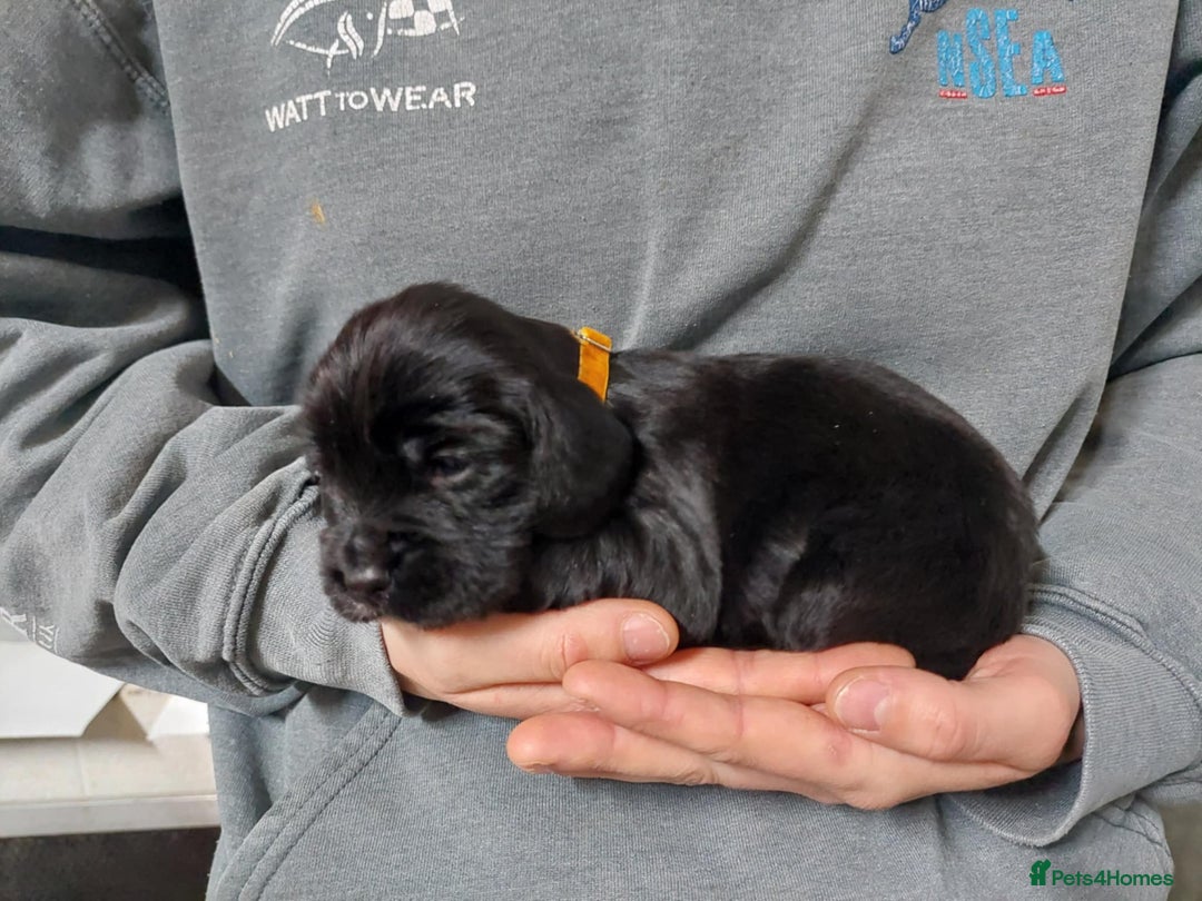 Cocker Spaniel dogs for sale: KC registered Cocker Spaniel puppies for sale - Advert 7