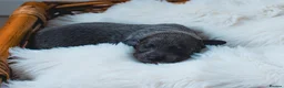 Whippet dogs for sale: KC Registered Blue Whippet Puppies  in Doncaster - Advert 3