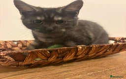 Maine Coon cats for sale: 🖤 Gorgeous 3-Month-Old Maine Coon Girl 🖤 - Image 6