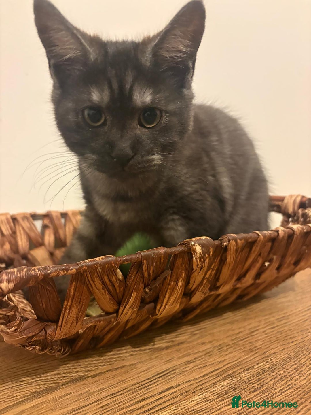 Maine Coon cats for sale: 🖤 Gorgeous 3-Month-Old Maine Coon Girl 🖤 - Image 6