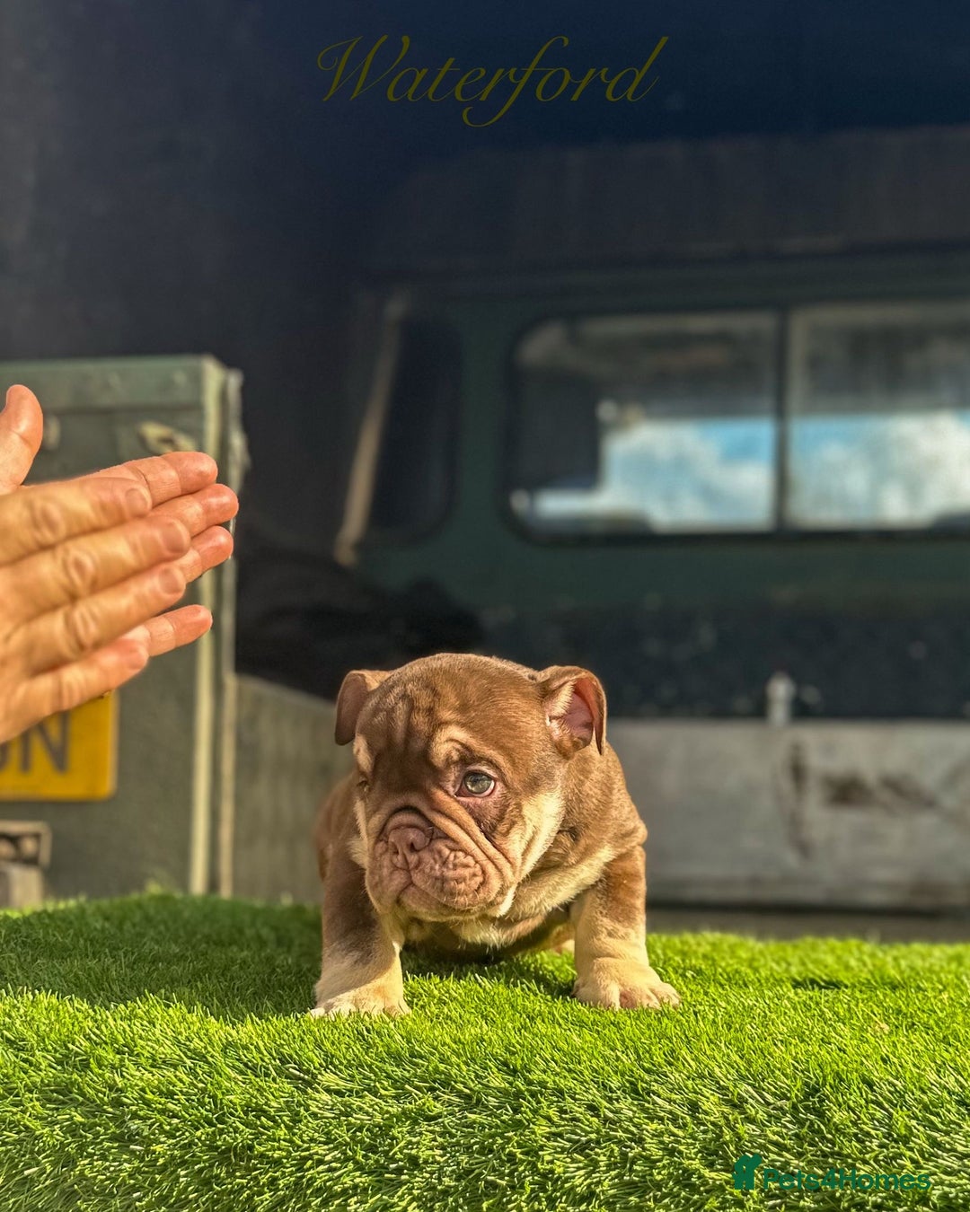 English Bulldog dogs for sale: 🔥 THE JACKPOT PUPPIES ARE HERE 🔥 - Image 17