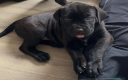 Cane Corso dogs for sale: Cane Corso pups - Image 26