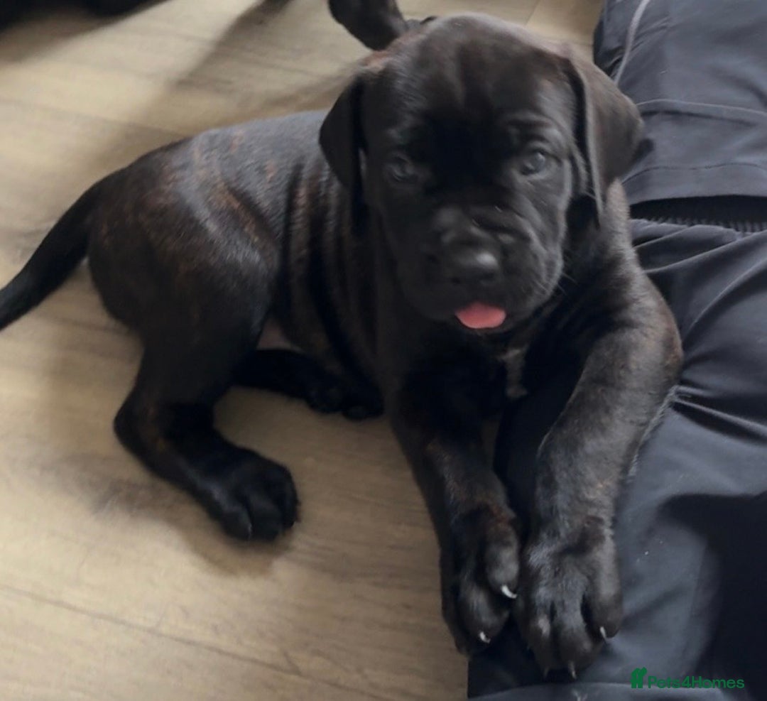 Cane Corso dogs for sale: Cane Corso pups - Image 26
