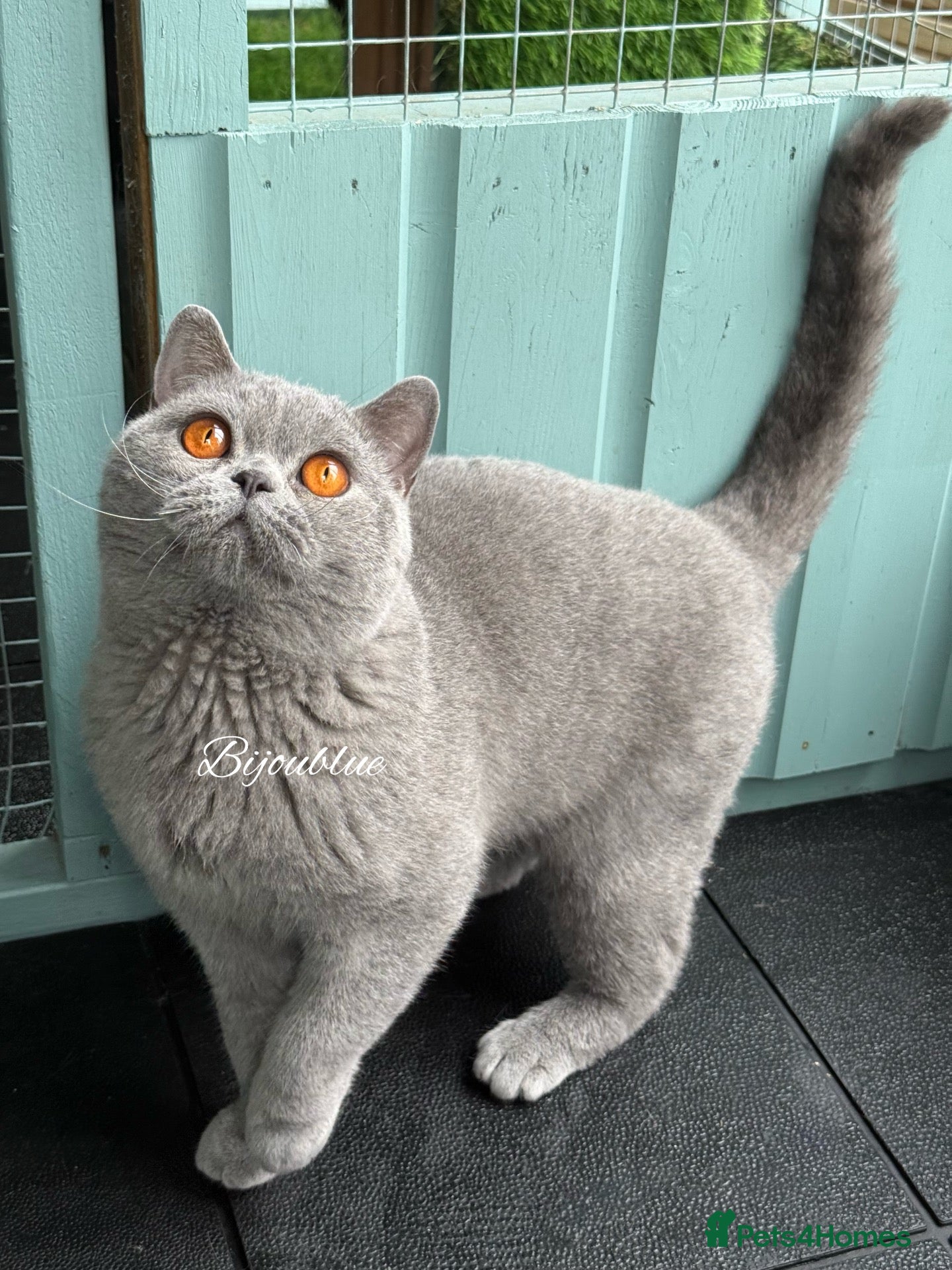 British Shorthair cats Blue Polish Import For Stud - Advert 2
