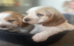Cocker Spaniel dogs for sale: Top class cocker spaniel puppies  - Image 3