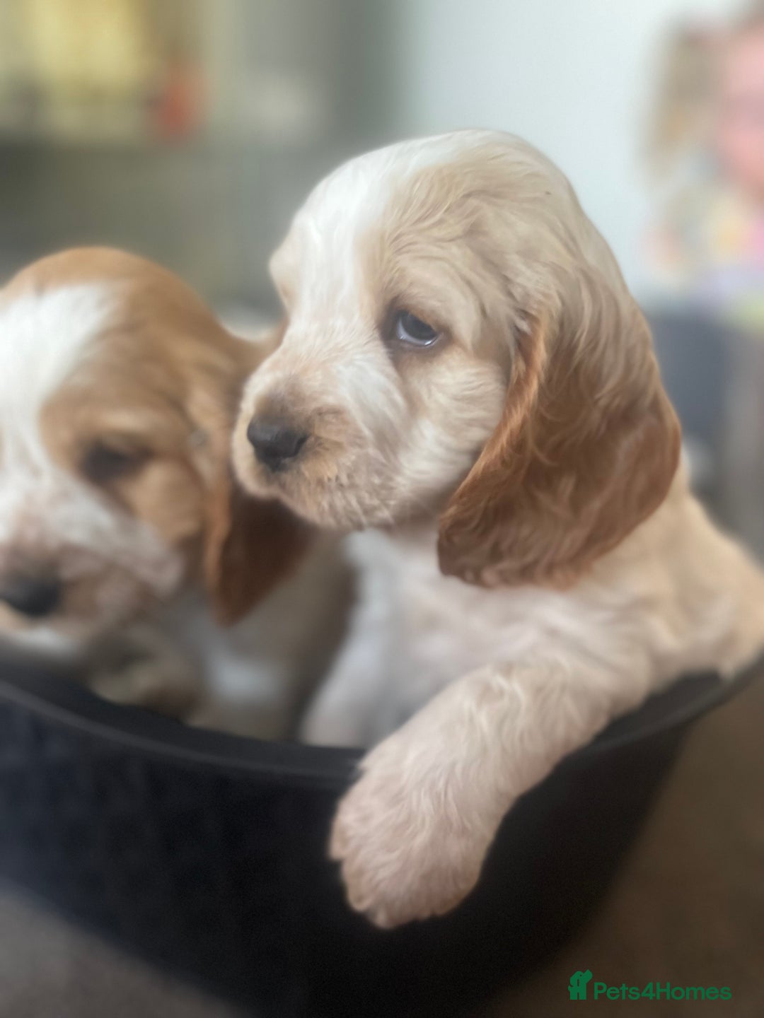 Cocker Spaniel dogs for sale: Top class cocker spaniel puppies  - Image 3