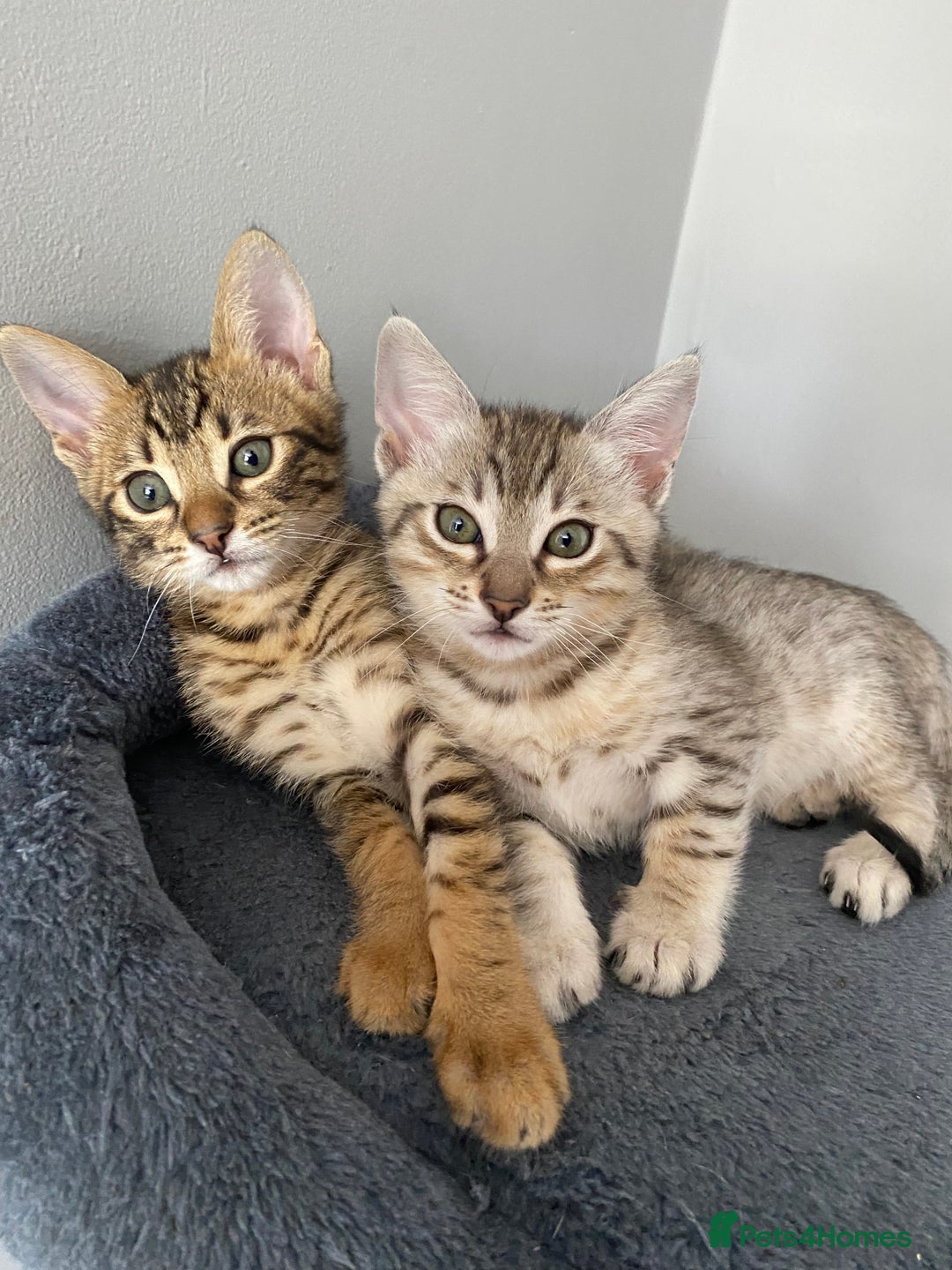 Chausie cats for sale: Savannah x chausie  - Image 1
