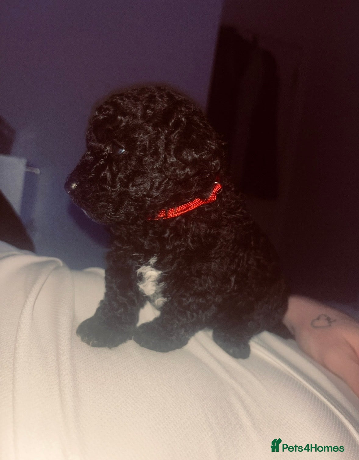 Cavapoo dogs Tiny f1bb Toy Cavapoos 🖤 - Advert 15