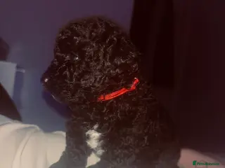 Cavapoo dogs Tiny f1bb Toy Cavapoos 🖤 - Advert 15