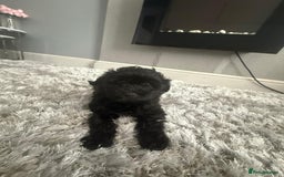 Toy Poodle dogs for sale: 🌟TOY POODLES READY FOR THERE FOREVER HOMES 🌟 - Image 5