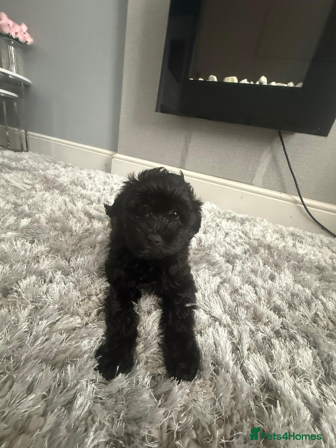 Toy Poodle dogs for sale: 🌟TOY POODLES READY FOR THERE FOREVER HOMES 🌟 - Image 5