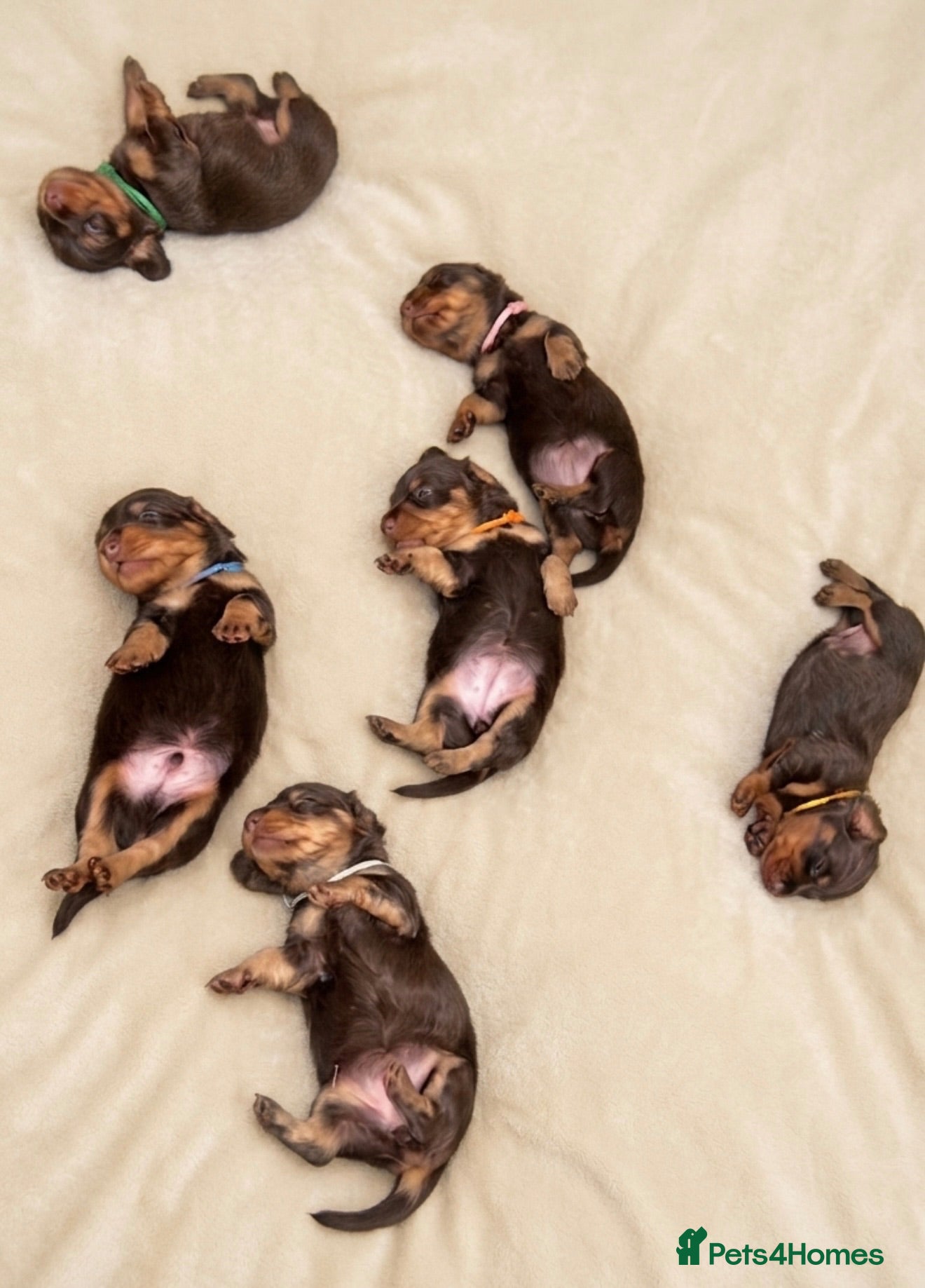 Miniature Dachshund dogs Stunning 5 ⭐️ long-haired miniature dachshunds - Advert 2