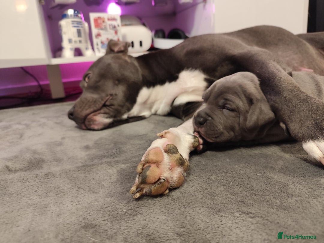 Staffordshire Bull Terrier dogs for sale: Staffordshire bull terrier puppies  - Advert 8