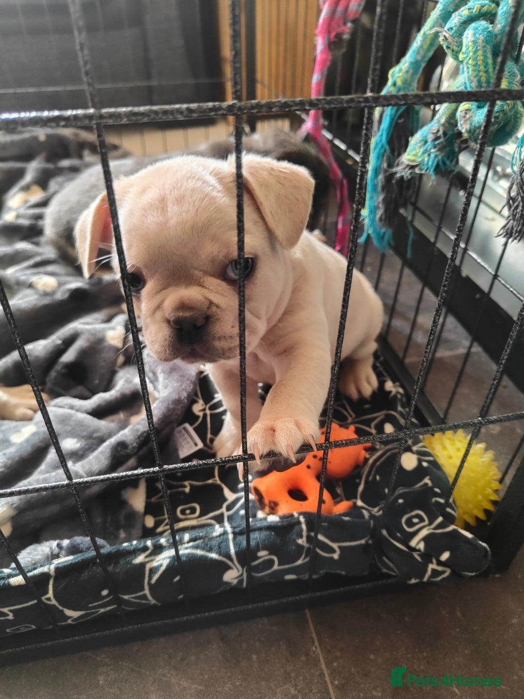 French Bulldog dogs for sale: 🐾 Premium Fluffy French Bulldog Puppies 🐾 - Image 8
