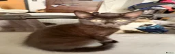 Mixed Breed cats for sale: Kittens for sale - Advert 5