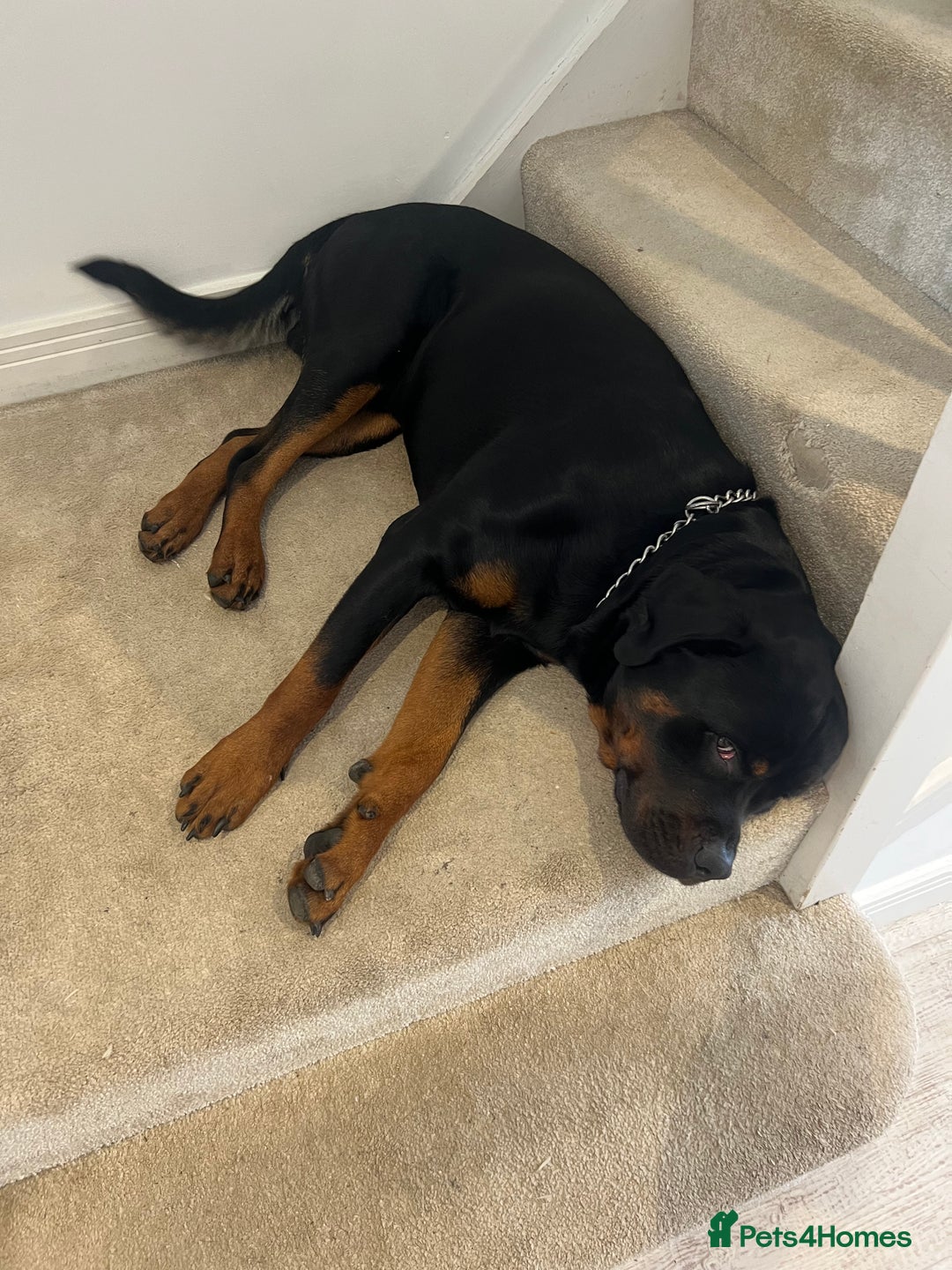 Rottweiler dogs for sale: Ronnie the Rottweiler  - Image 3