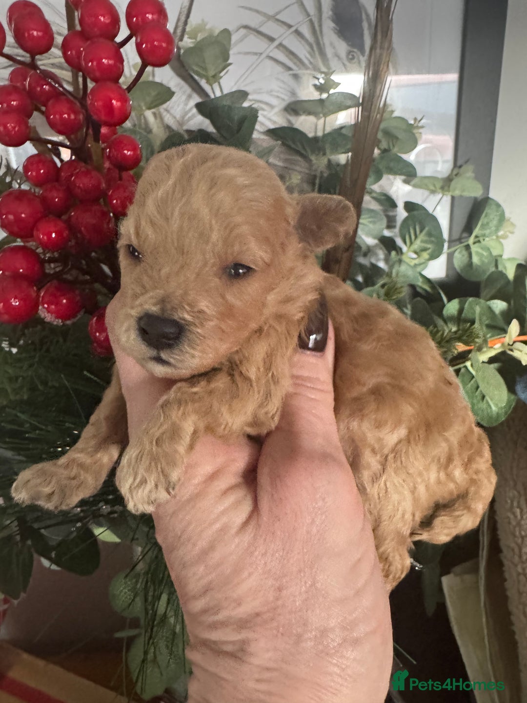 Toy Poodle dogs for sale: KC STUNNING TRUE TOY POODLES  - Advert 2