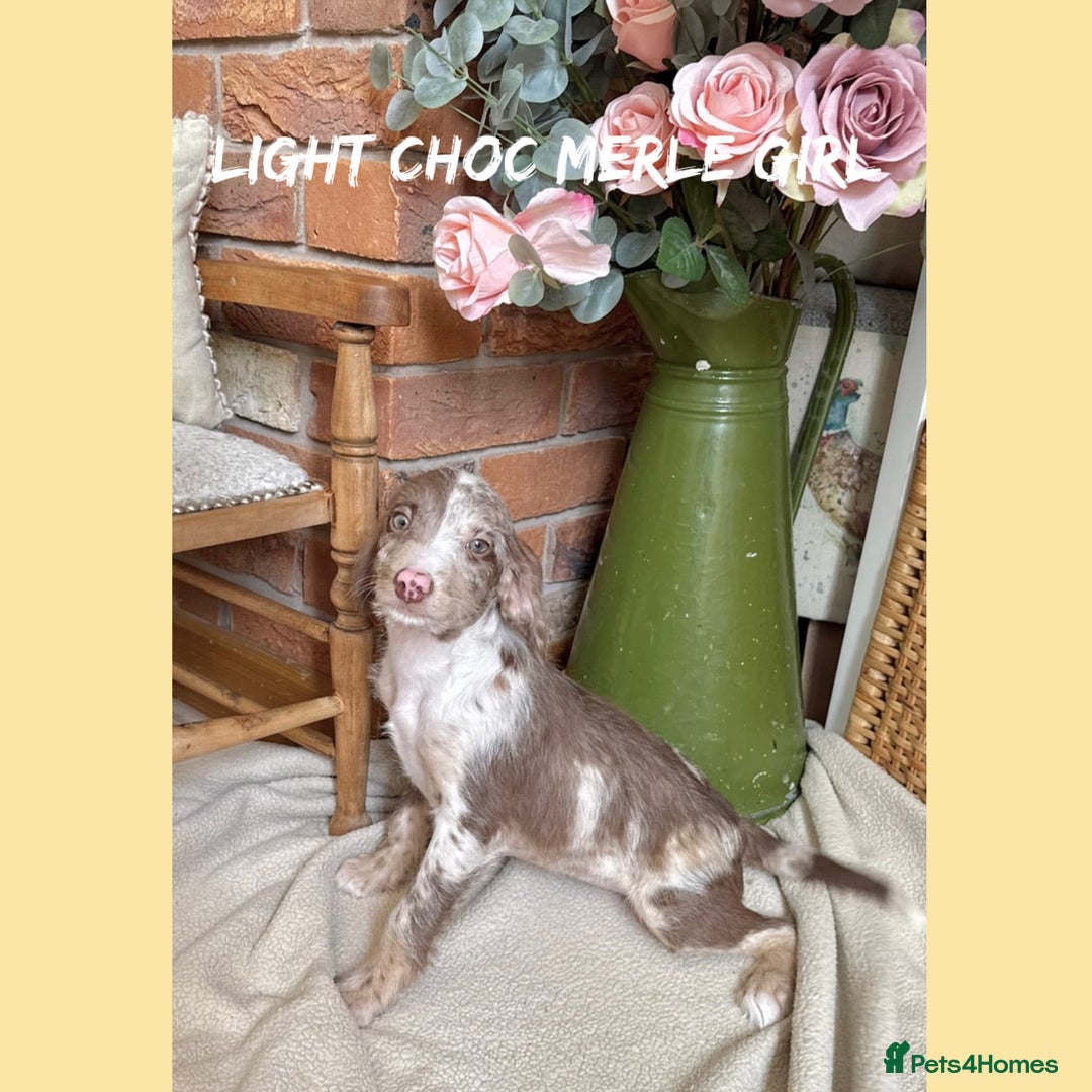 Mixed Breed dogs for sale: ☀️PERFECT POOGLES (beagleXminiature poodle)☀️ in Rhayader - Image 25