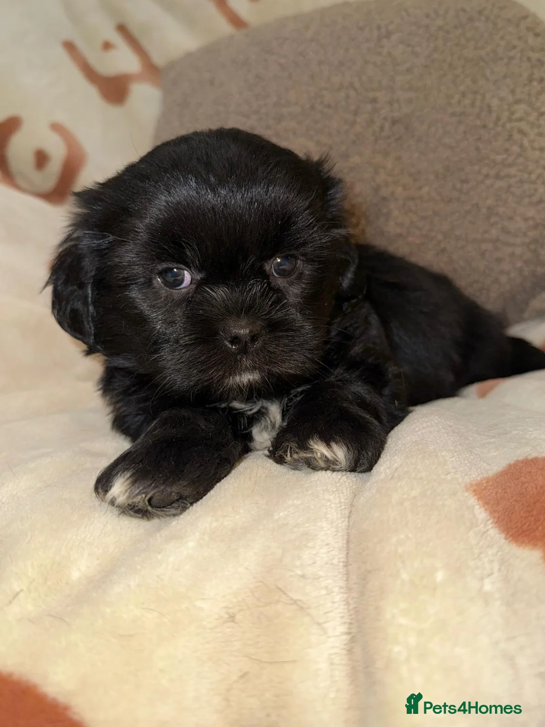 Shih Tzu dogs for sale: Stunning Black Shih Tzu Puppies - Advert 1