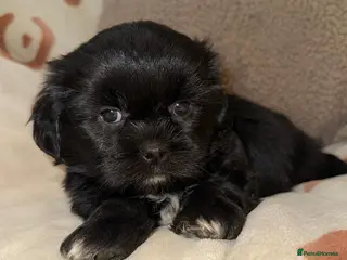 Shih Tzu dogs Stunning Black Shih Tzu Puppies - Advert 1