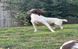 English Springer Spaniel dogs for sale: Springer Spaniel Puppies  - Image 5