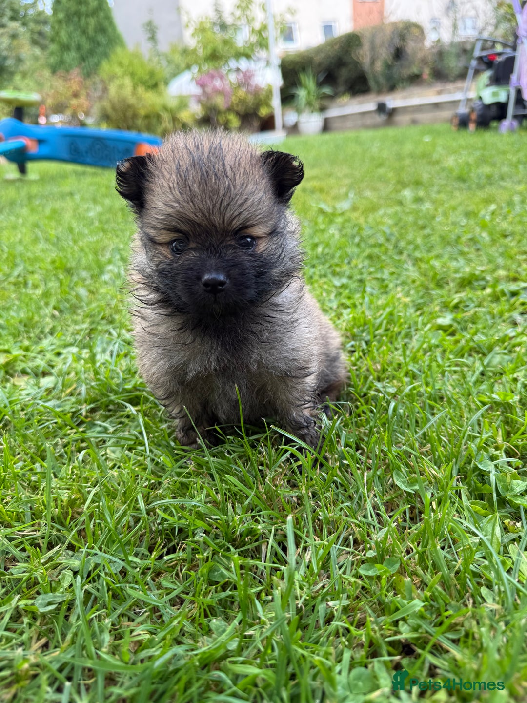 Pomchi dogs for sale: One girl and one boy left  - Image 3