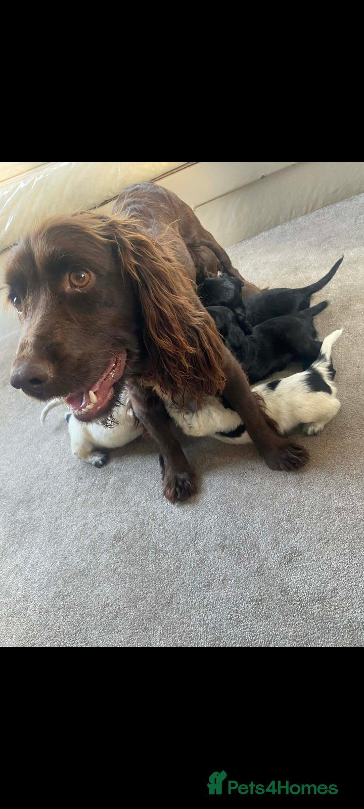 Cocker Spaniel dogs Working type cocker spaniels  - Advert 1