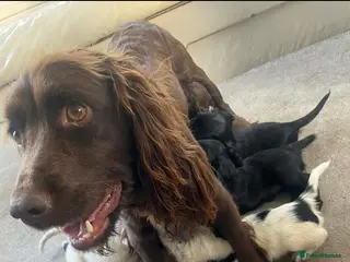 Cocker Spaniel dogs Working type cocker spaniels - Advert 2