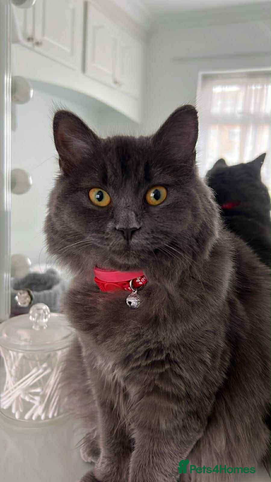 British Longhair cats 2 kitties for sale  - Advert 6