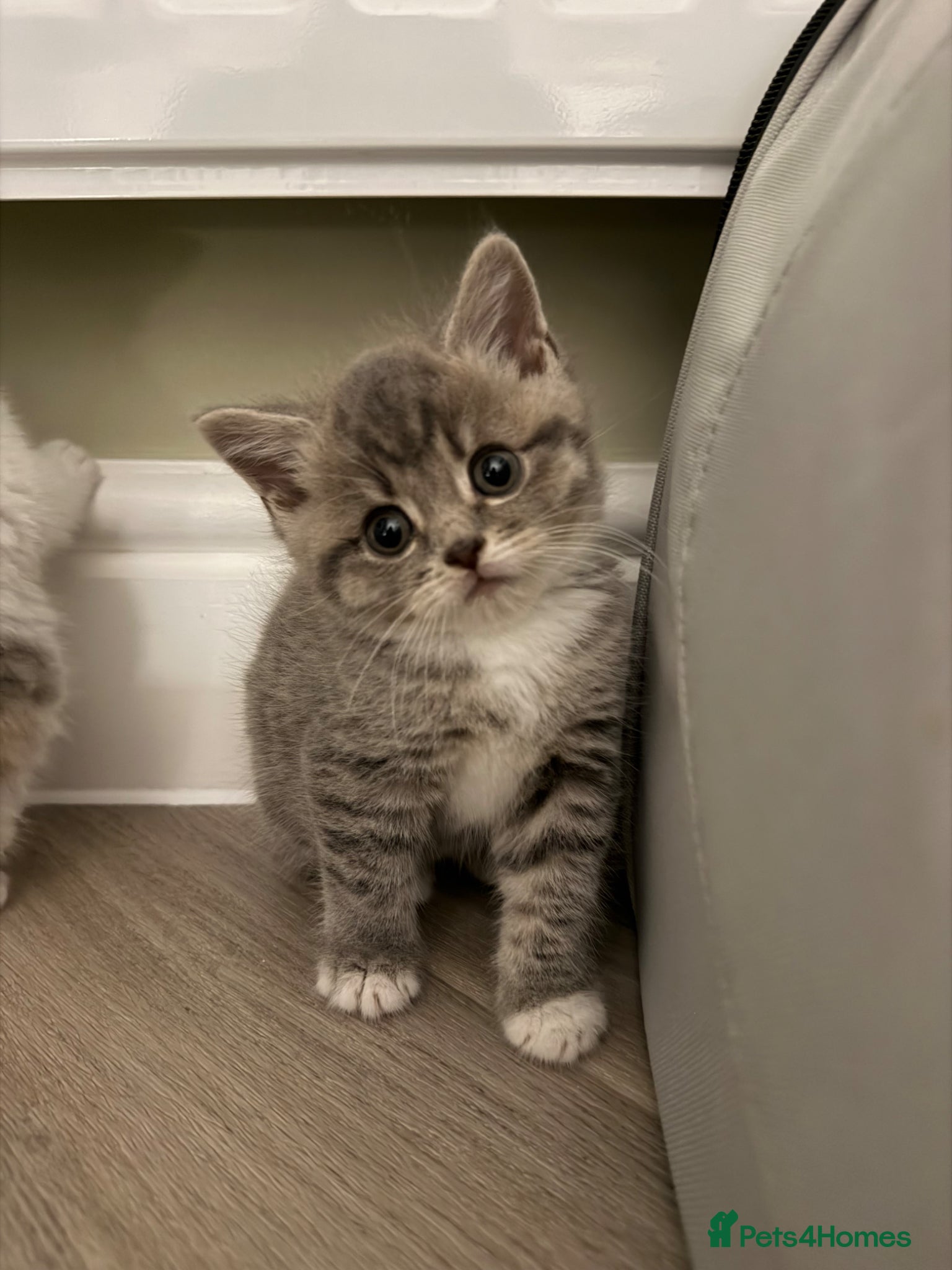 British Shorthair cats British shorthair kittens  - Advert 17