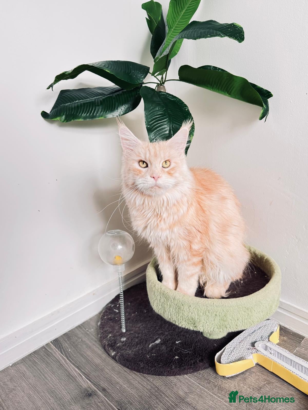 Maine Coon cats Beautiful Maine Coon girl TICA REG - Advert 2