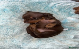 Miniature Dachshund dogs for sale: 4 miniature dachshund  - Image 2