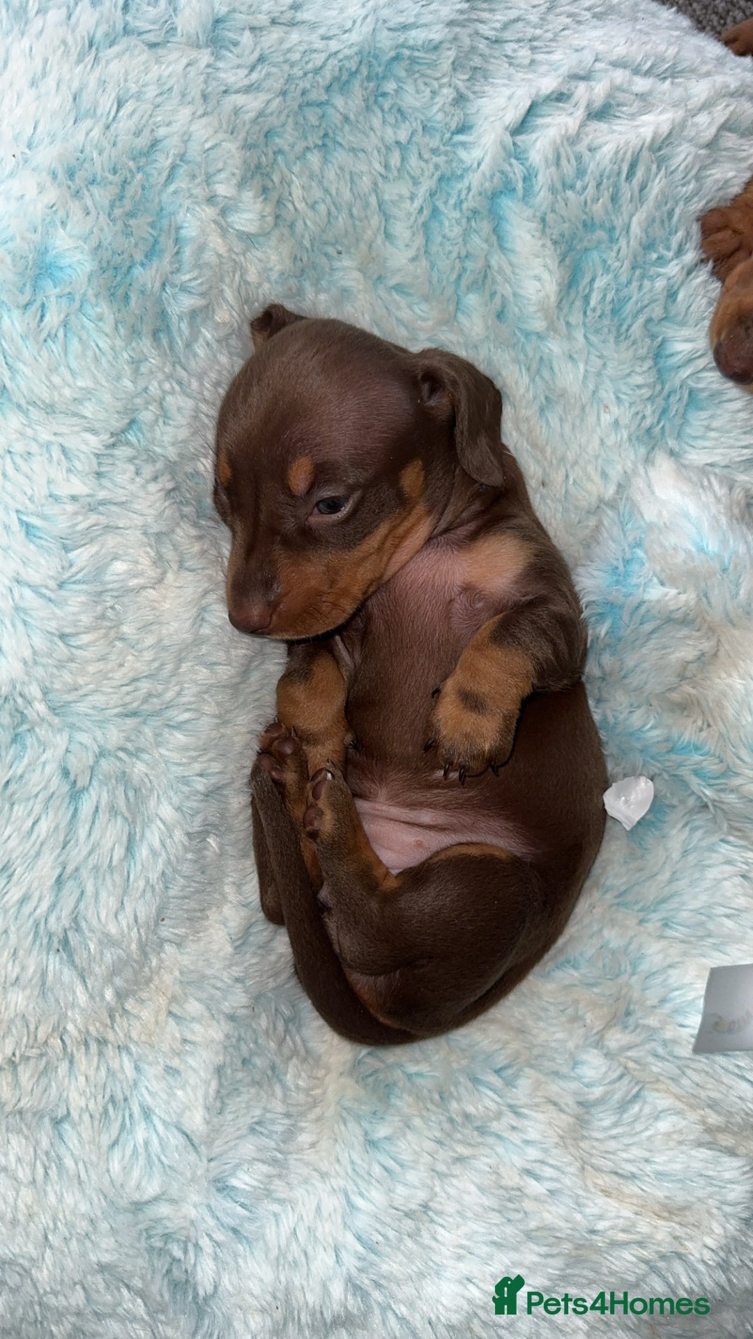 Miniature Dachshund dogs for sale: 4 miniature dachshund  - Image 2