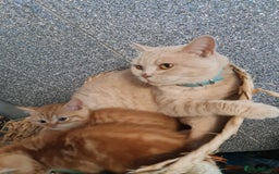 British Shorthair cats for sale: Beautiful BSH kittens from genetic tested parents - Image 10
