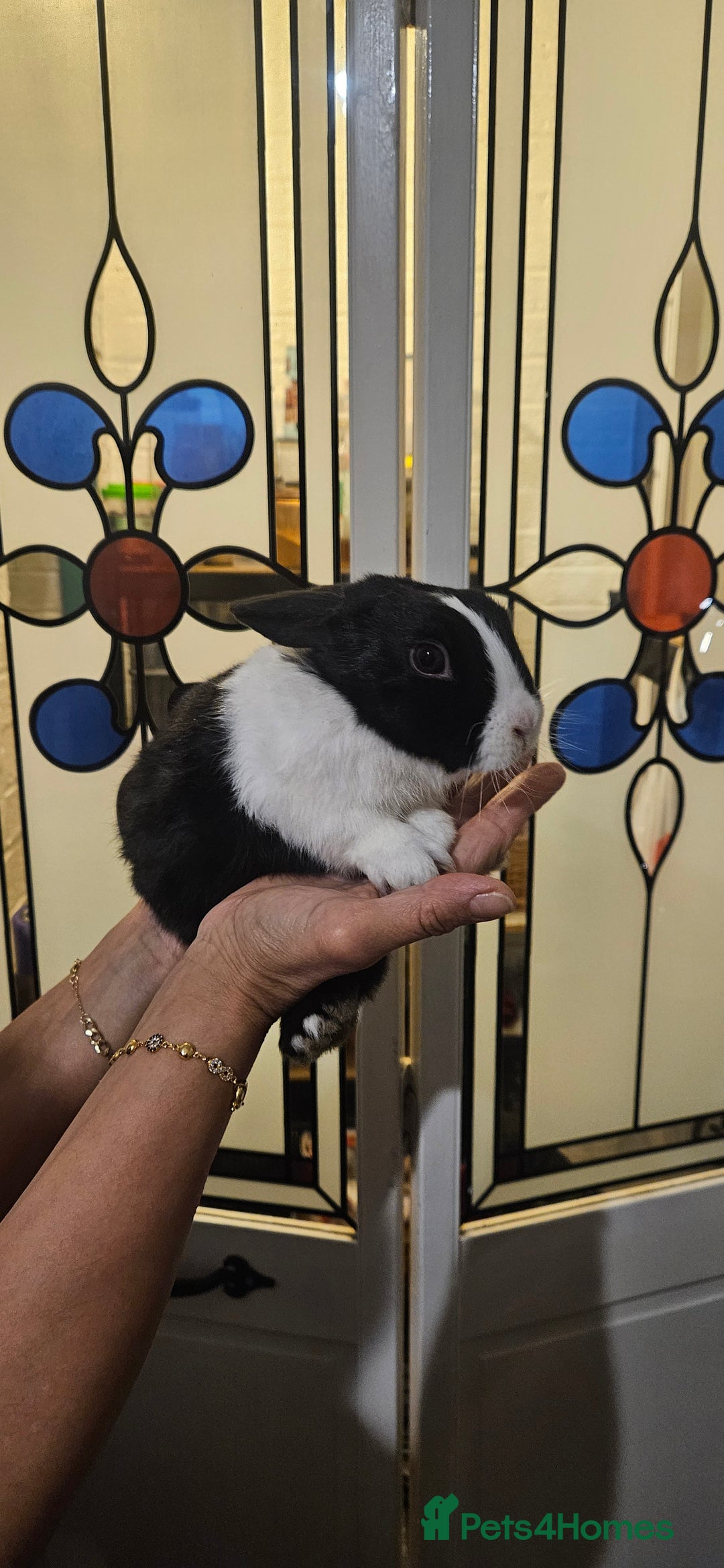 Mixed Breed rabbits for sale: 3 weeks old so cute 💕 - Advert 18