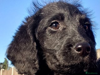Labradoodle dogs - Advert 24