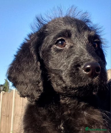 Labradoodle dogs - Advert 1