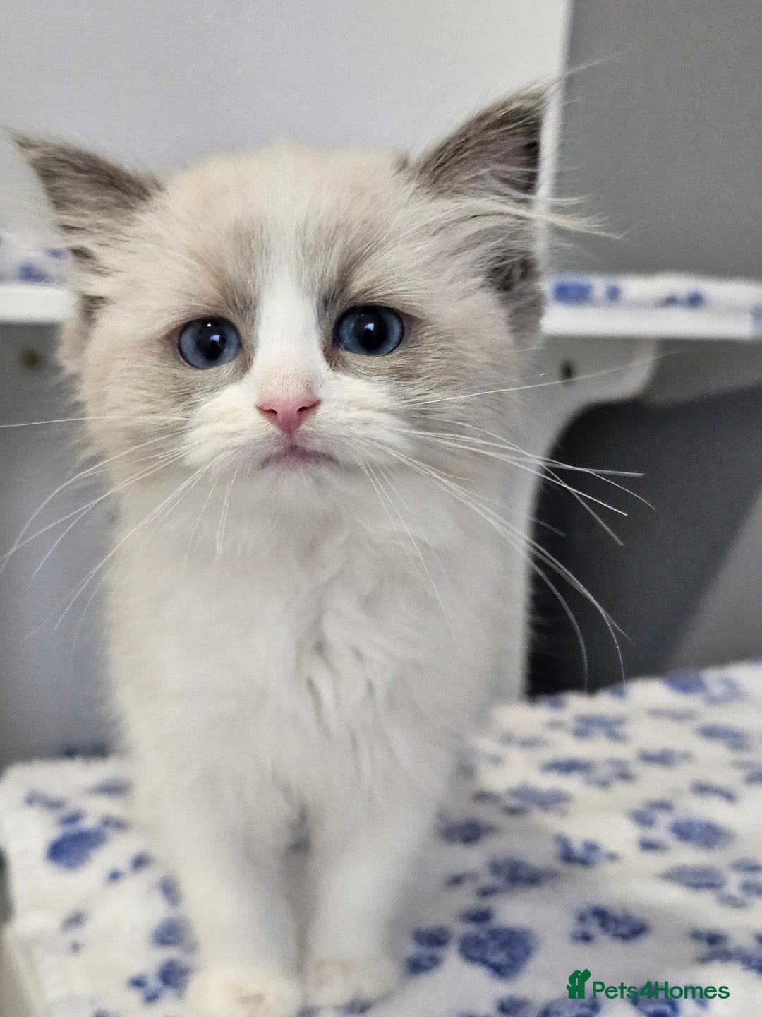 Ragdoll cats for sale: Blue Bicolor kittens 😸  - Image 16