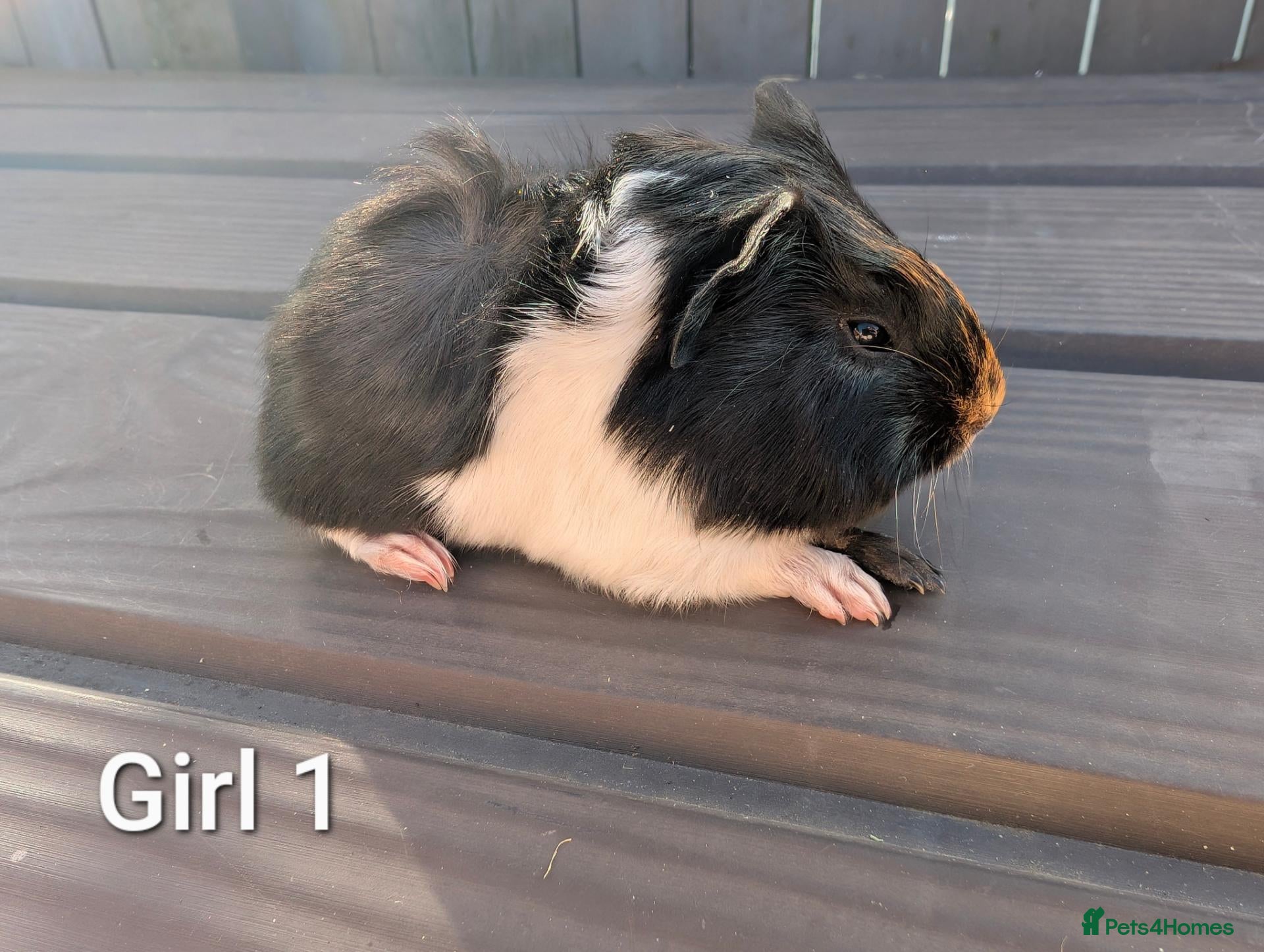 Guinea Pig rodents Funky breed baby guinea pigs  - Advert 2