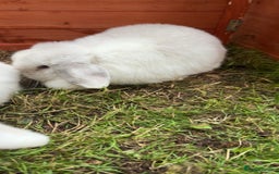 Mini Lop rabbits for sale: Mini Lop Doe/ READ BIO - Image 5