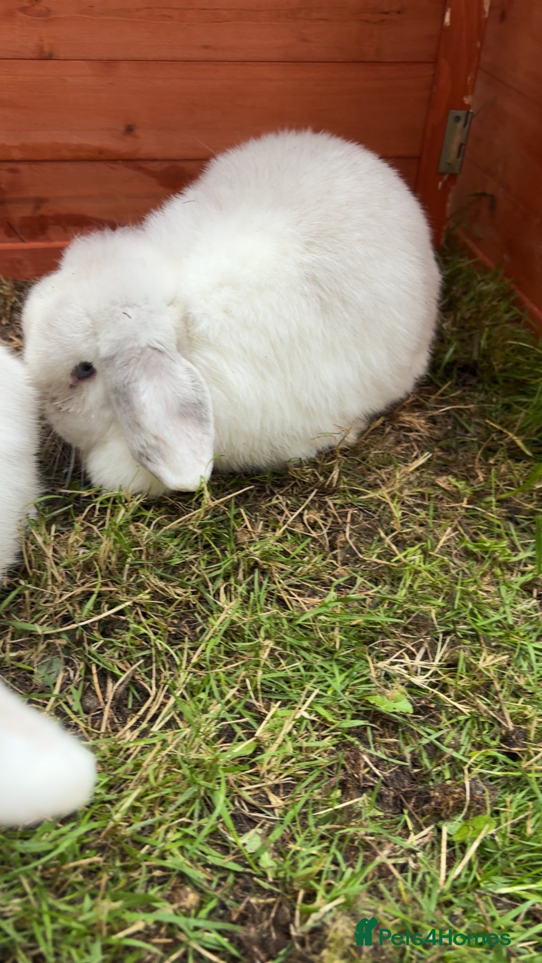 Mini Lop rabbits for sale: Mini Lop Doe/ READ BIO - Image 5